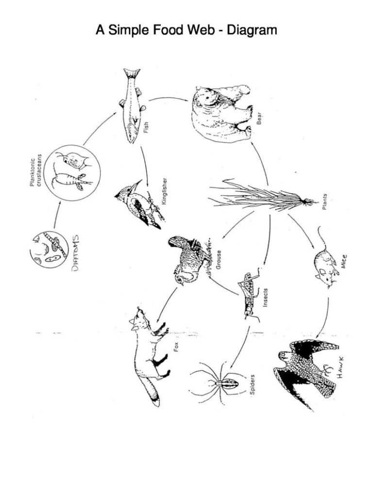 A Simple Food Web Diagram Science Simple Food Web For Blank Food